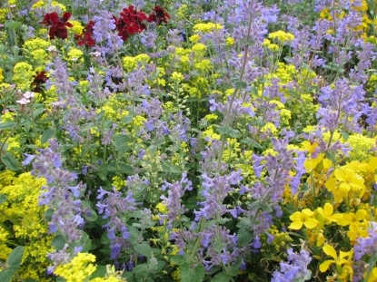 Picture of Nepeta - Mussini